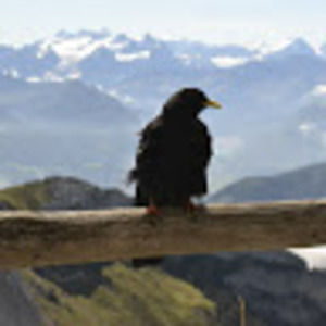 Meet your Posher, Arwen